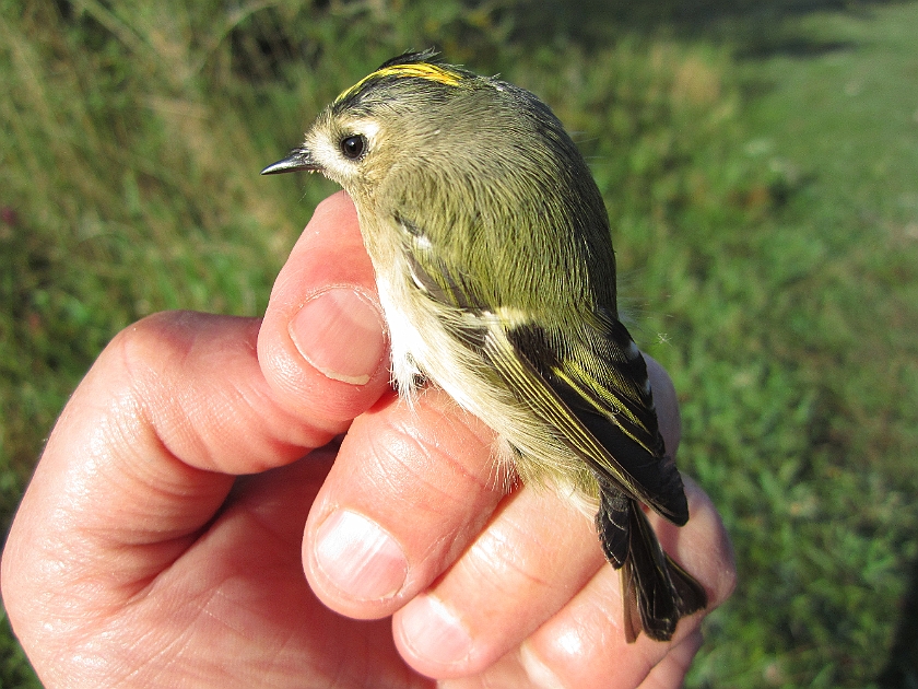 Goldcrest, Sundre 20120829